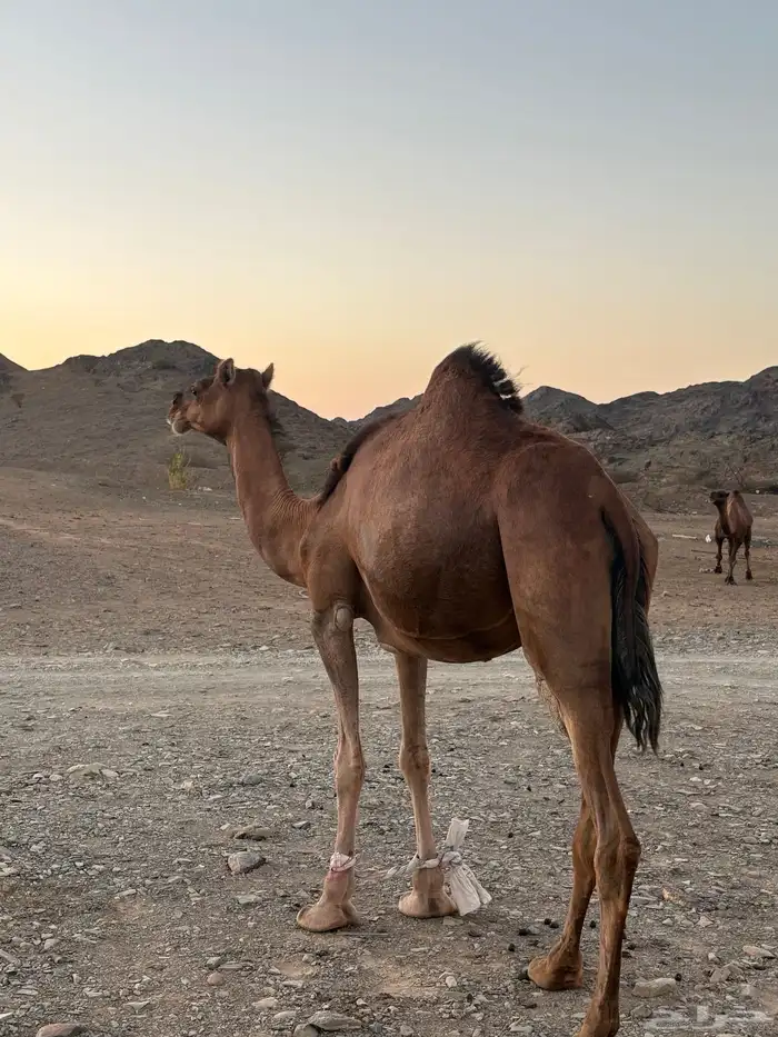 ناقه حمرا دم 11