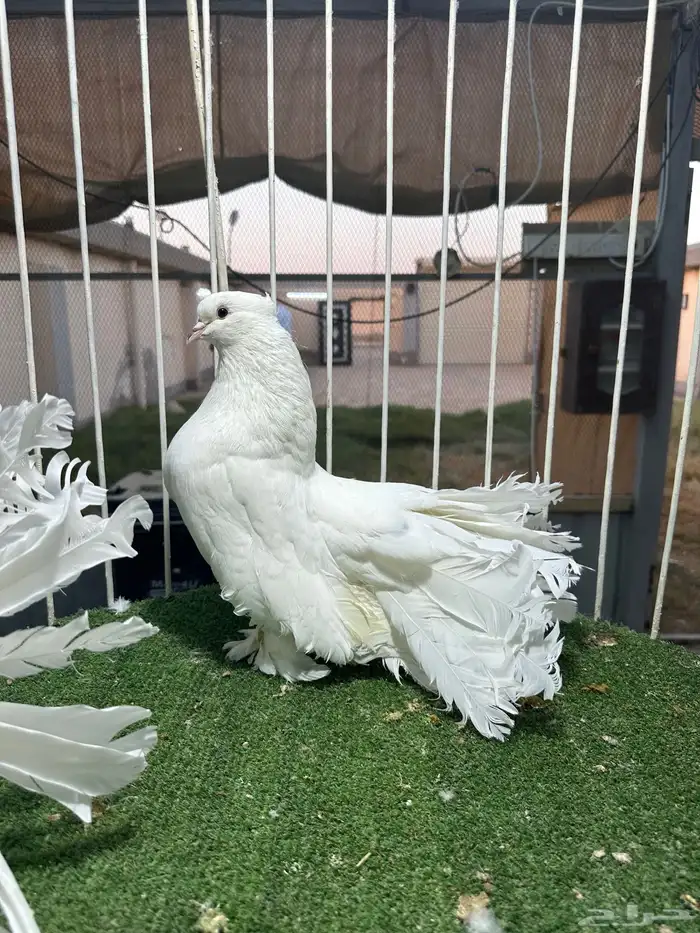 للبيع جوز منتج رقصي 3