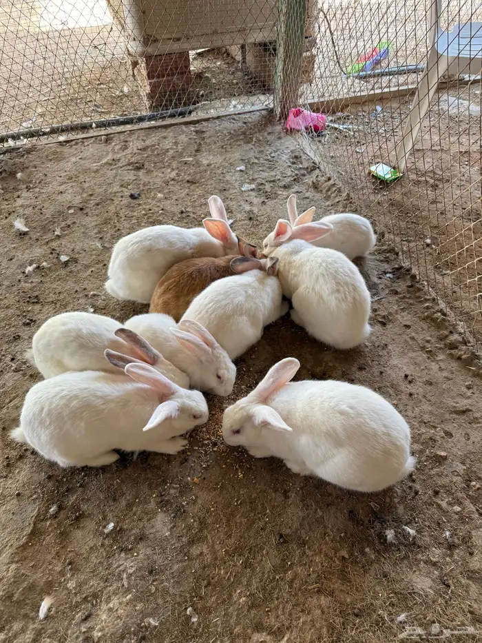 للبيع ارنب لاحم شمال الرياض 0