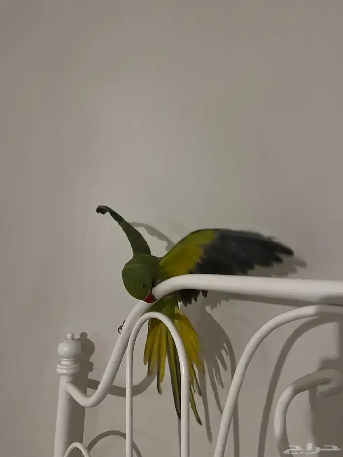 ببغاء دره اليف 3