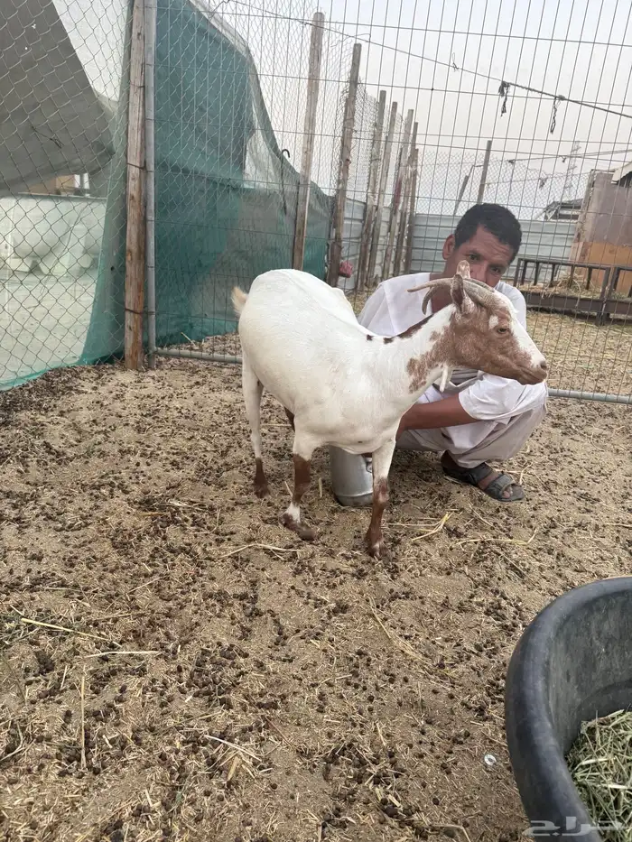 معزا جنوبيه ( تم البيع ) 0