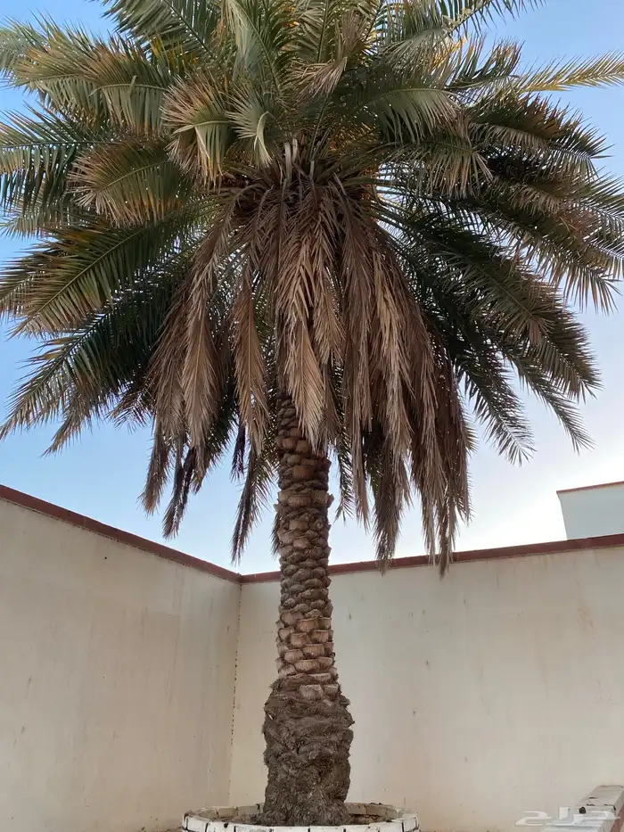 نخلة سكري 0