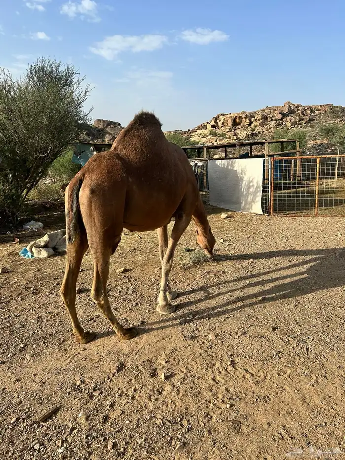ناقه عادي البيع 1
