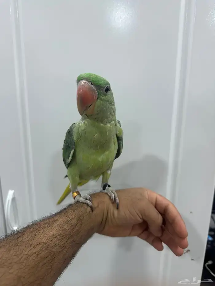 للبيع درة نيبالية 1