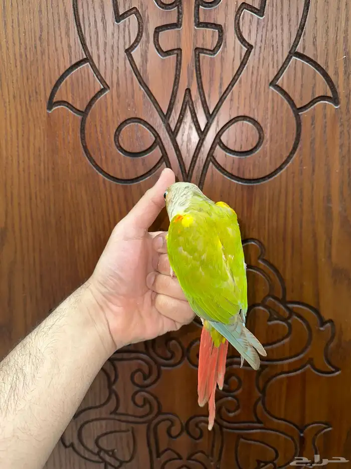 ذكر كنيور اناناس تم البيع 1
