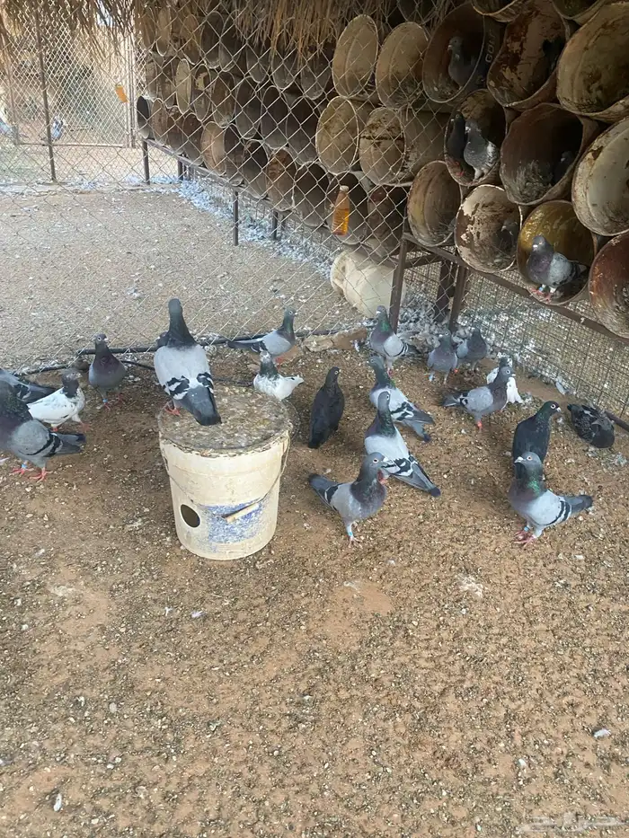 زاجل ازرق 1