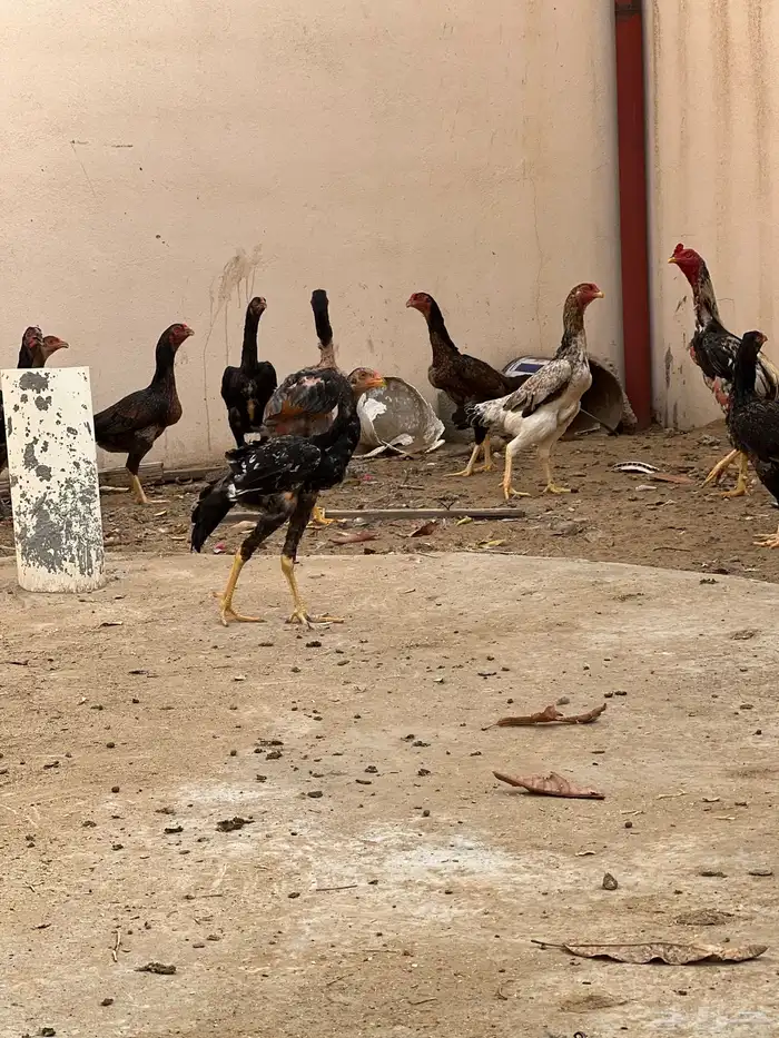 دجاج بكستاني 4