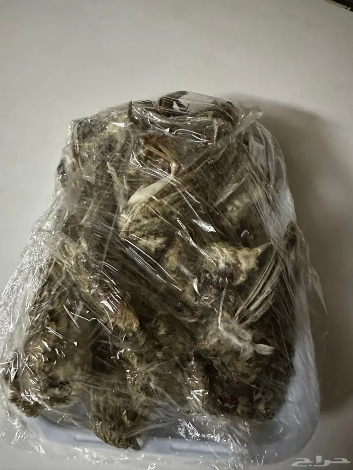 بواجي احجام 1