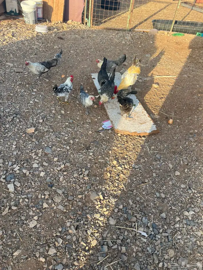 دجاج للبيع 2
