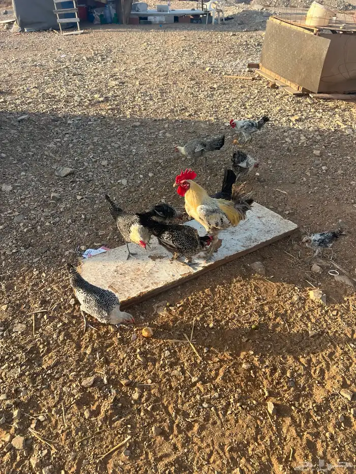 دجاج للبيع 3