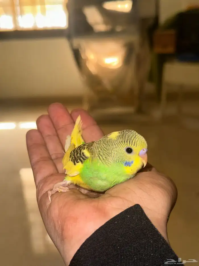 فروخ بادجي للبيع   انباعو 4