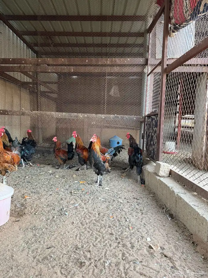ديوك 2