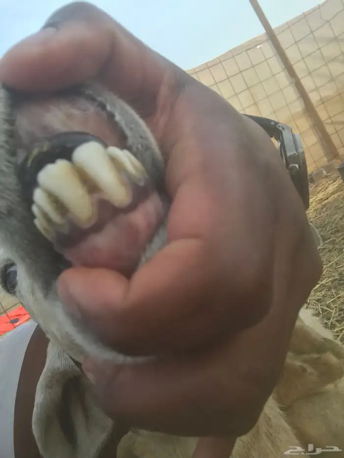 ضان ثنيه للبيع تم البيع 4