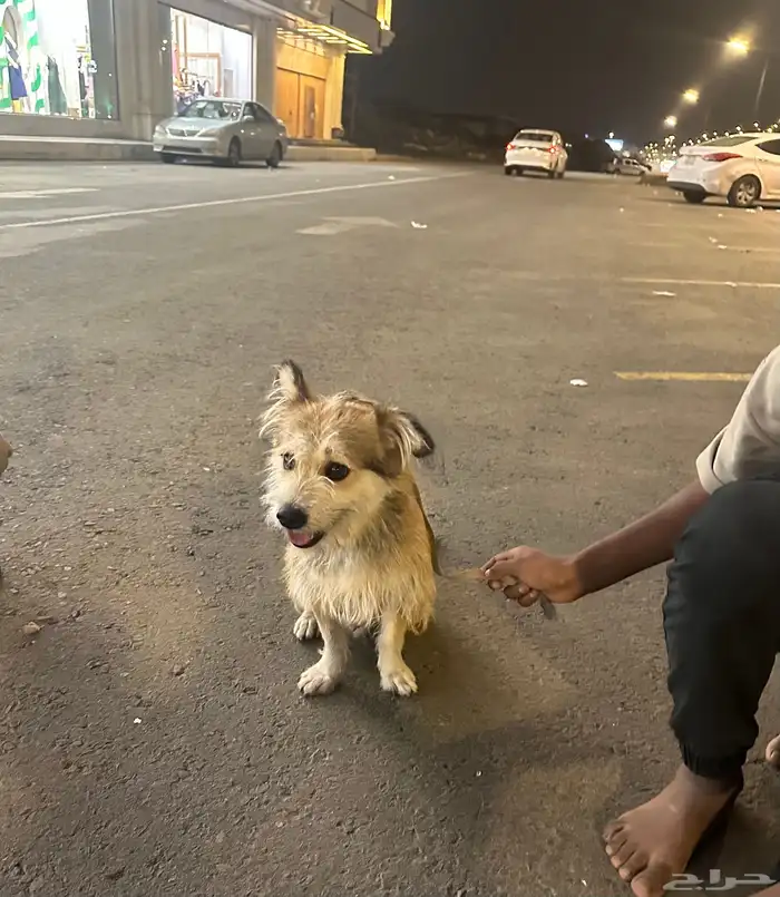 كلب امريكي للبيع 3