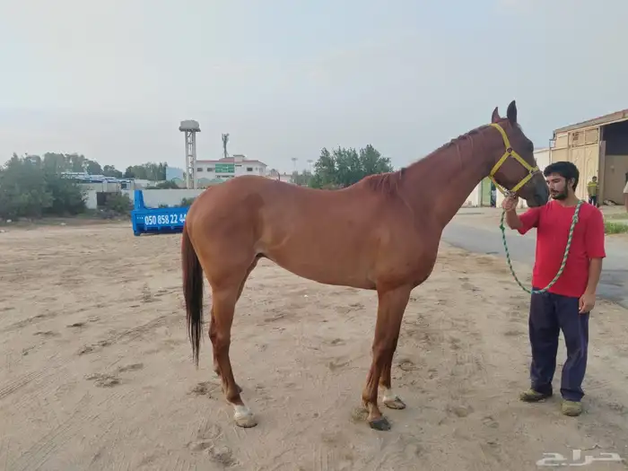 حصان انقليزي طالع من اسطبلات ال رشيد 2