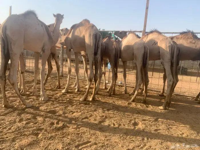 نعيمي اردني وسواكن وتيوس تربيه 4 شهور 4
