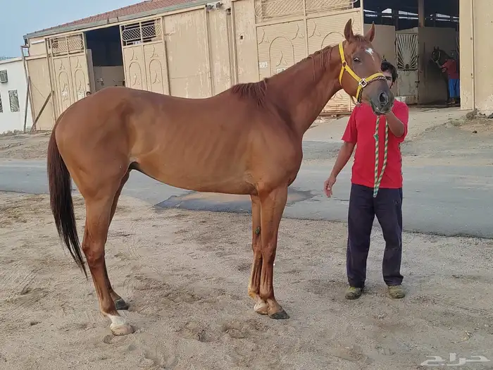 حصان انقليزي طالع من اسطبلات ال رشيد 3