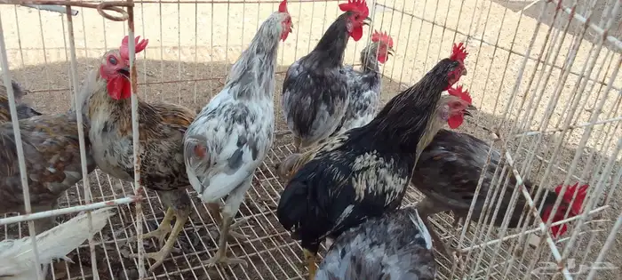 ديوك بلدي بصحه طيبه عمر بين 4-5 شهور 1