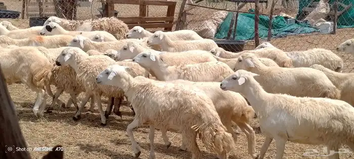 رخال حري من 550 ريال 0