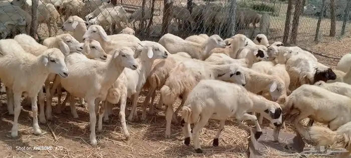 رخال حري من 550 ريال 2