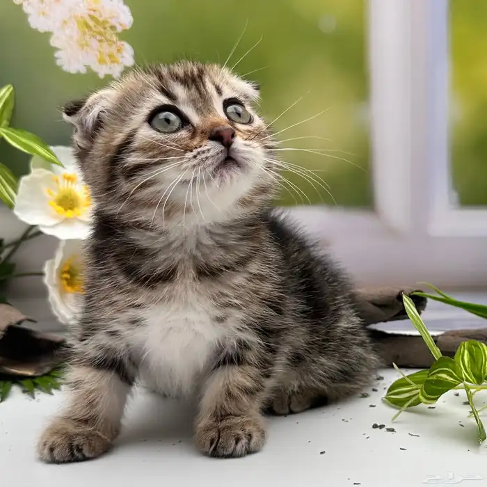 سكوتش فولد شورت هير - انثى 0