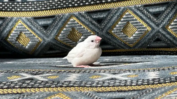 للبيع فرخ بنقليز اليف وهدد 1