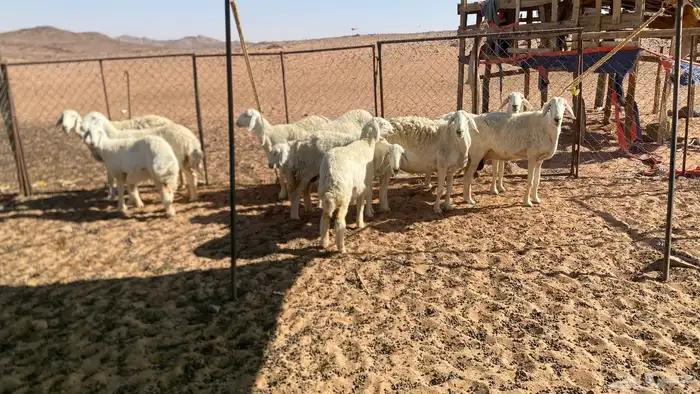 حريات صنف للبيع 2
