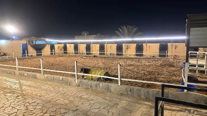 أيواء خيل مربط واسطبل د رة نساح للخيل العربيه 3