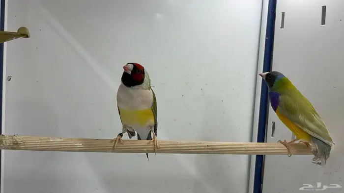 قولدن فنش 1