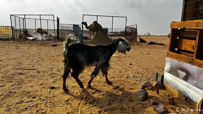 عنز 5