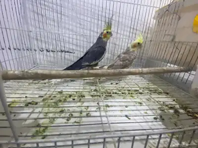 زوج كروان مشروط الانثى اليفه وذكر لا مشروطه من كل شي اسوم index