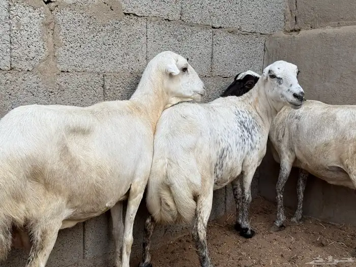 ضأن رفيدة 2