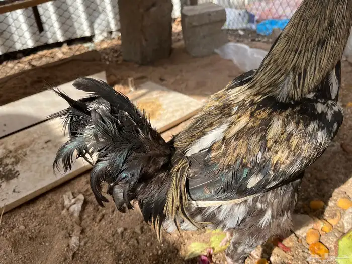 ديك بلدي للبيع لايجي إلا الصامل ولحد يبغص السعر 4