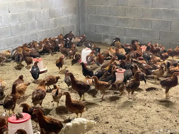 فروخ دجاج فرنسي احمر 2