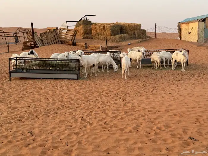 غنم دفيع بالفحل العدد25 3