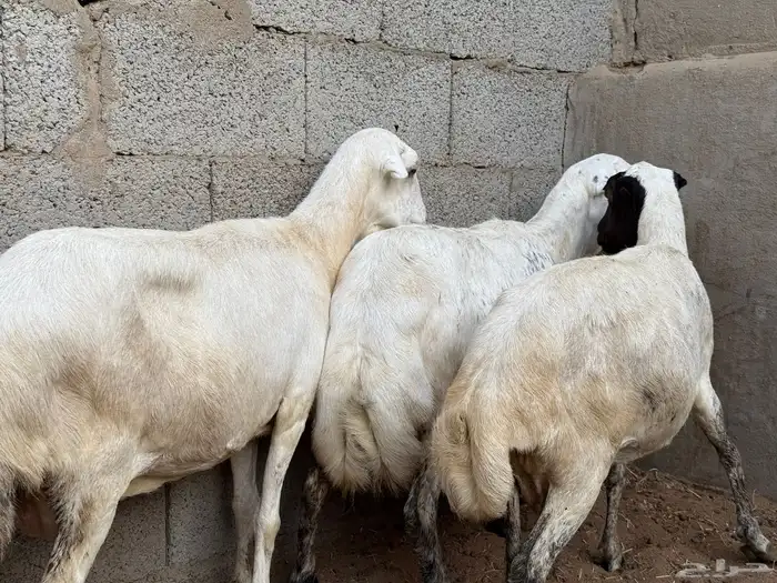 ضأن رفيدة 3