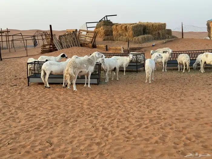 غنم دفيع بالفحل العدد25 1