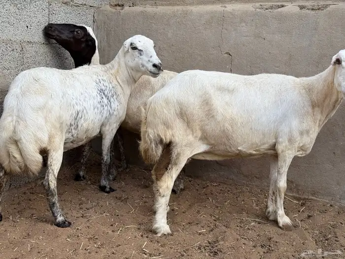 ضأن رفيدة 0