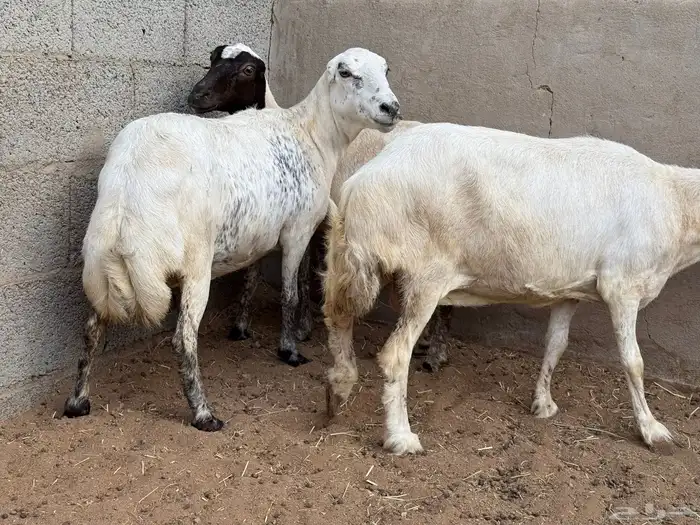 ضأن رفيدة 1