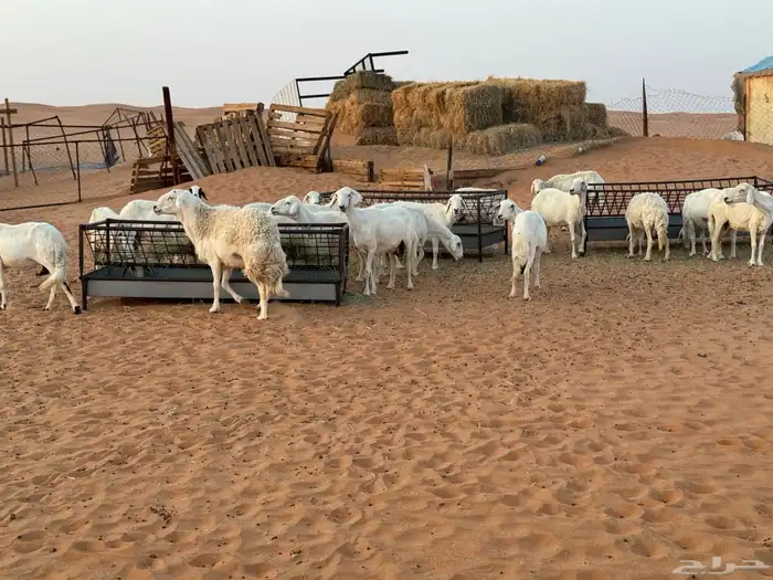 غنم دفيع بالفحل العدد25 4