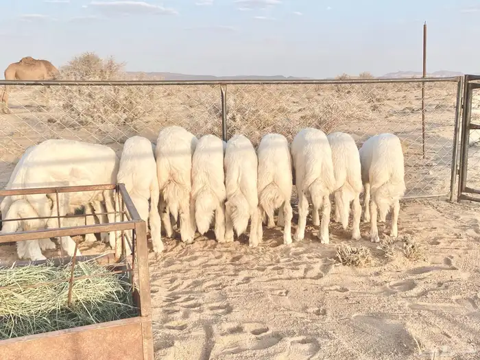 للبيع خرفان كفو شي مجمل شحم وجنوب وأطراف 2