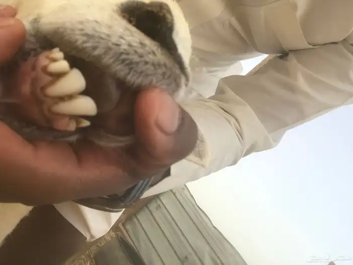 ضان ثنيه للبيع تم البيع 5