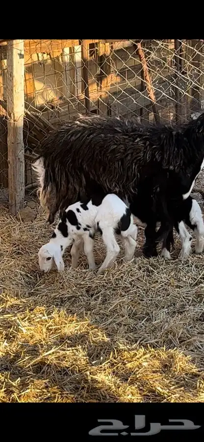 ضان ولد للبيع (( تم البيع)) 6