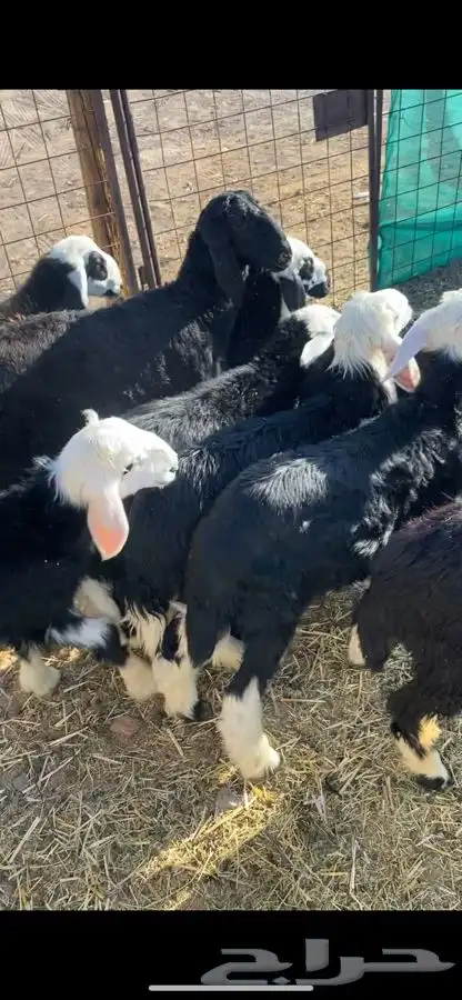 طليان نجد 7
