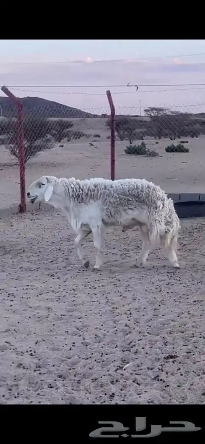 للبيع غنم حريات صنف الصنف 23