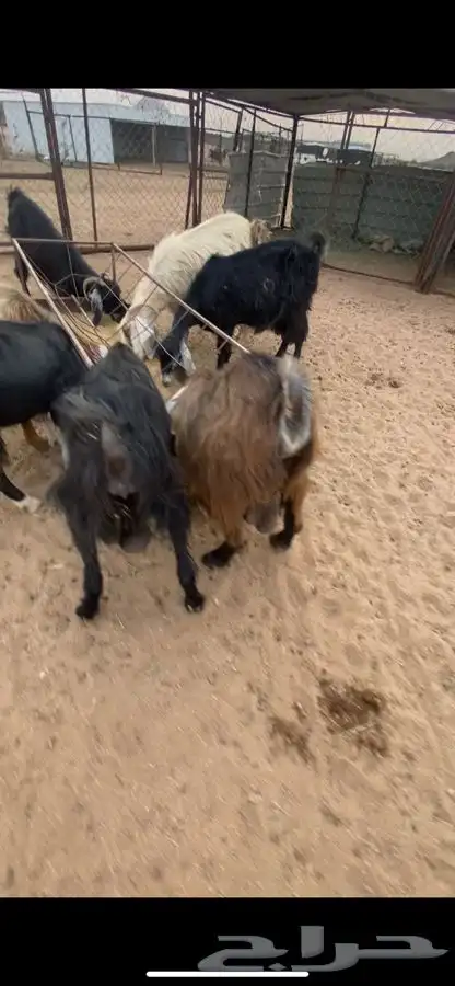 معزا للبيع 2