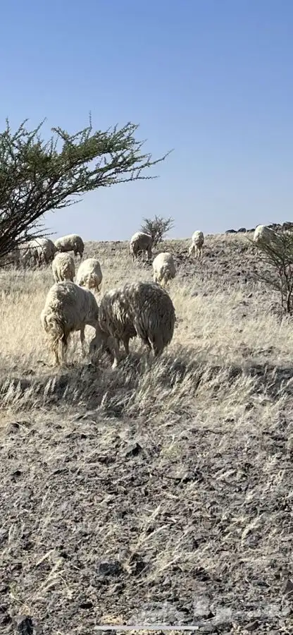 للبيع غنم حريات صنف الصنف 1