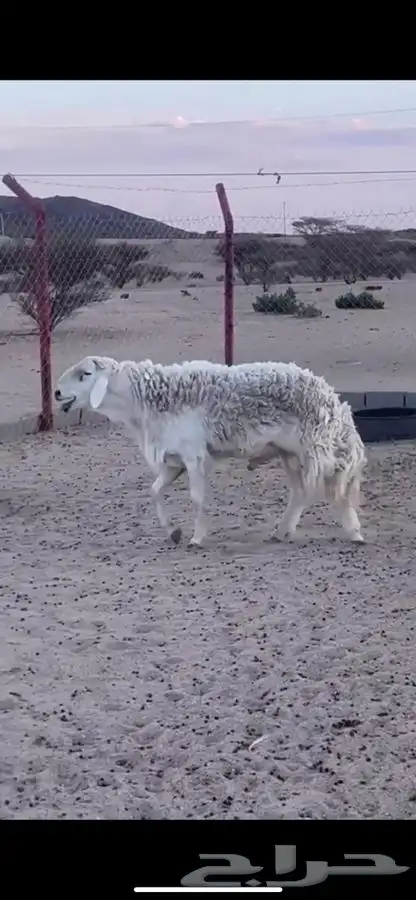 للبيع غنم حريات صنف الصنف 24
