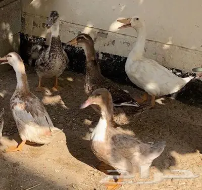 للبيع بط 0