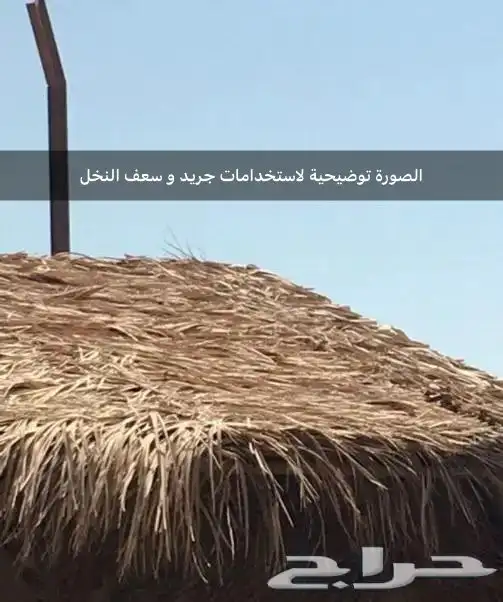 سعف جريد عسيب نخل يصلح للمظلات أو ديكور 2